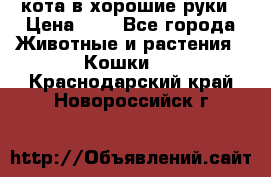кота в хорошие руки › Цена ­ 0 - Все города Животные и растения » Кошки   . Краснодарский край,Новороссийск г.